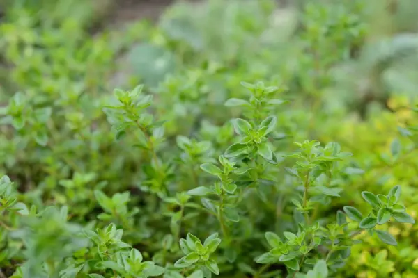 Thymus serpyllum