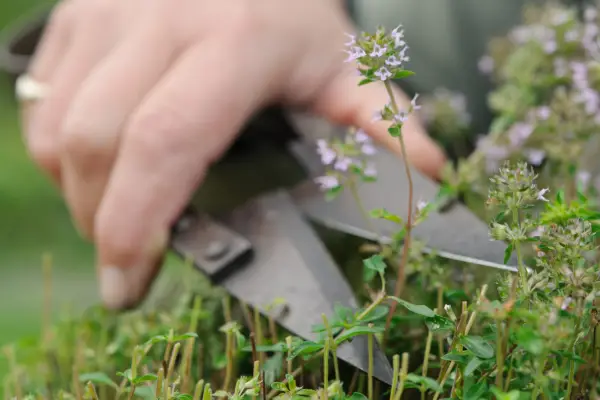 Trimming creeping thyme.