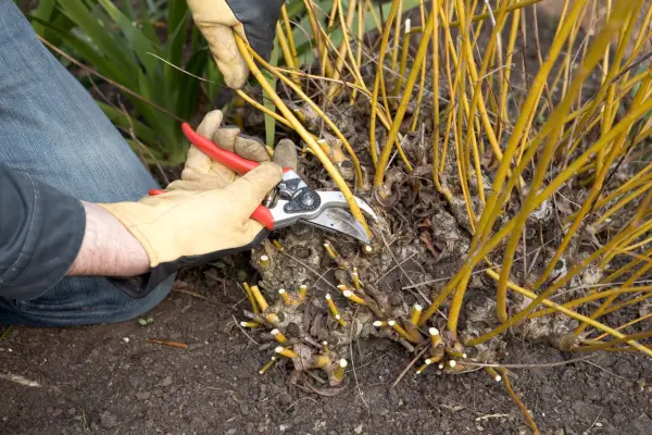 How to grow willow - propagating willows