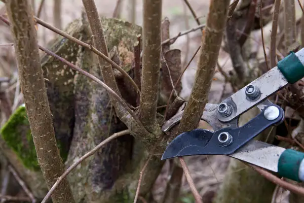 How to grow willow - coppicing willows