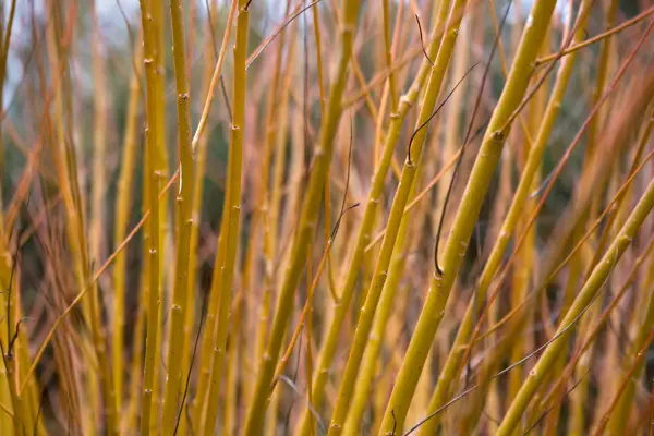 How to grow willow - varieties to try