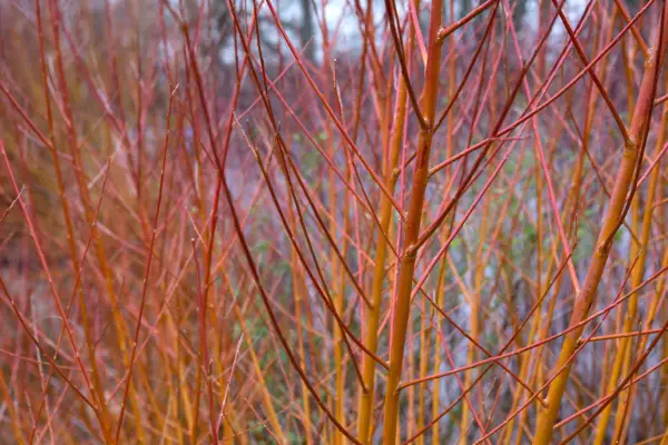 How to grow willow
