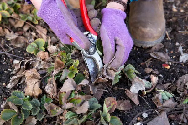 Removing dead foliage from strawberry plants