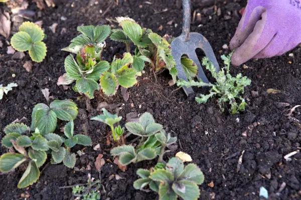 Weeding around strawberry plants