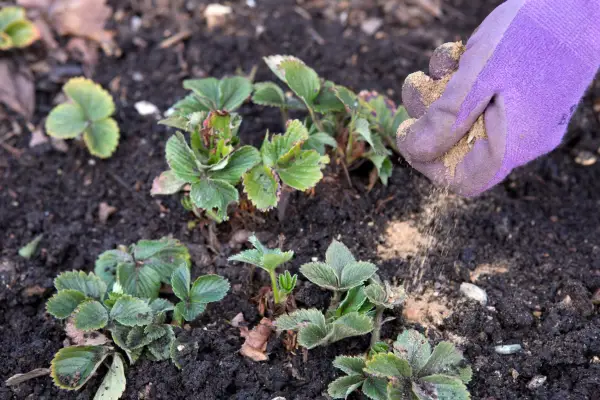 Adding fertiliser to boost plant growth