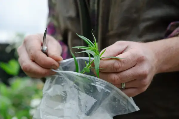 Placing penstemon cuttings in a sandwich bag