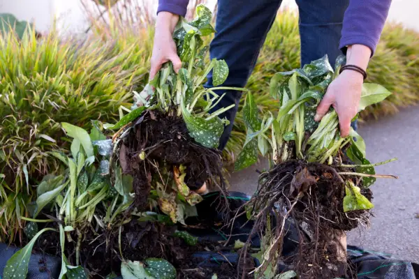 How to propagate lungwort