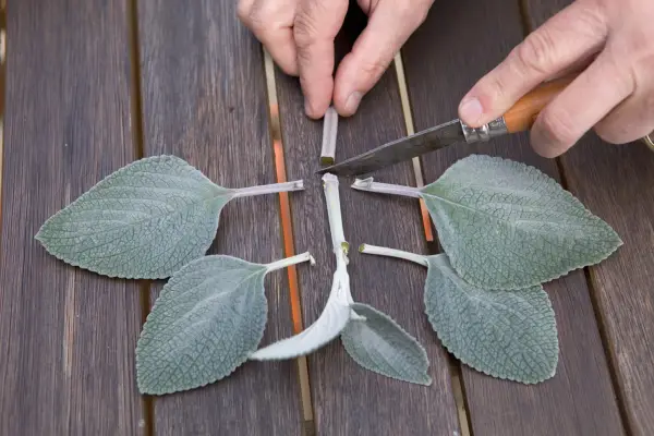 Taking plectranthus cuttings