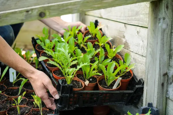 Mustard greens growing in a cold frame