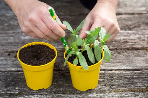 Zinnia seedlings ready to be potted on