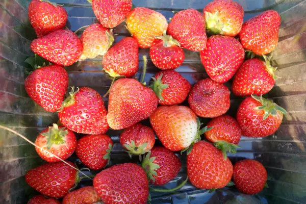 Cómo obtener una cosecha temprana de fresas
