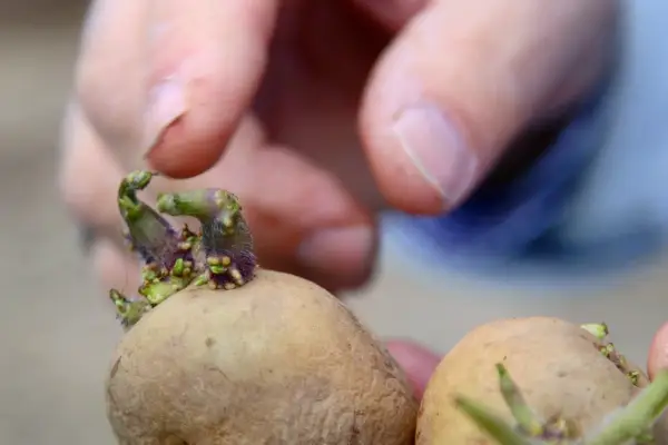 Growing potatoes in a bag