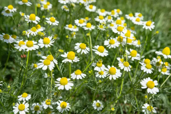 Chamomile growing in a lawn