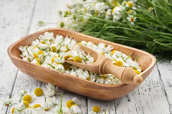 Newly harvested chamomile flowers. Getty Images