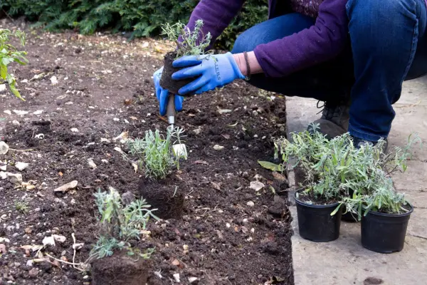 Spacing lavender plants