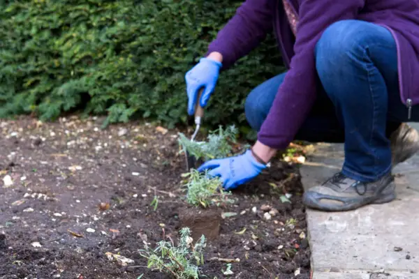 Planting lavender hedge
