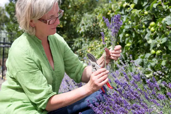 How to make a lavender hedge