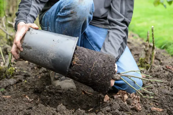 Removing the plant from the container