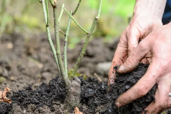Mulching around the base of the plant