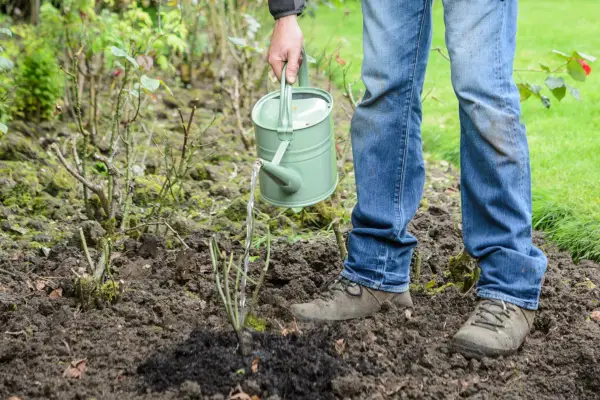 Watering the rose to settle the roots