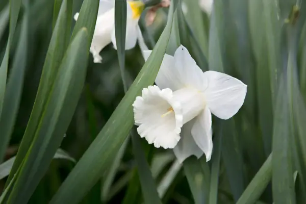 Narcissus 