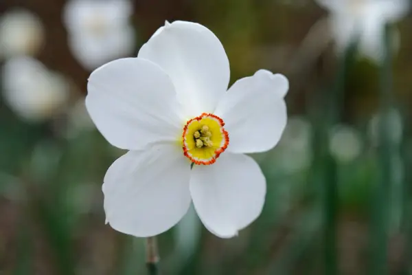 Narcissus poeticus
