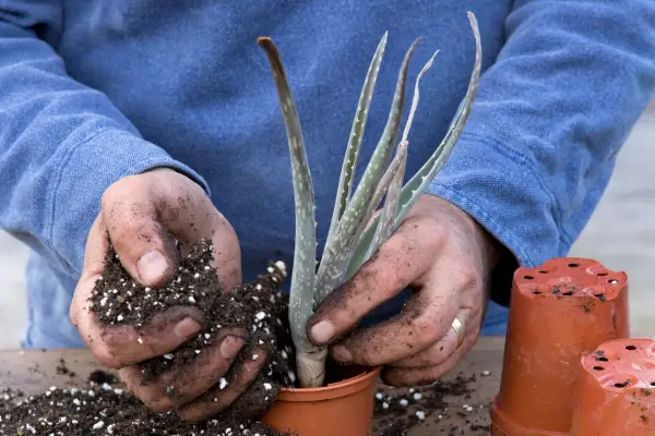 Potting up an aloe vera into compost with added perlite