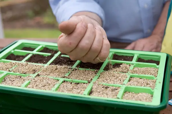 How to grow perlite – covering a seed tray with vermiculite