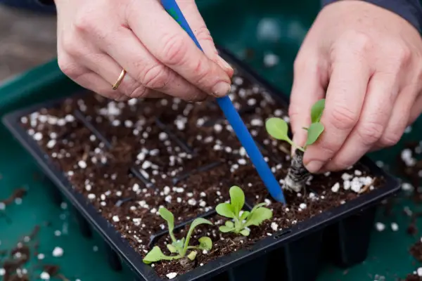 Transplanting seedlings grown in perlite