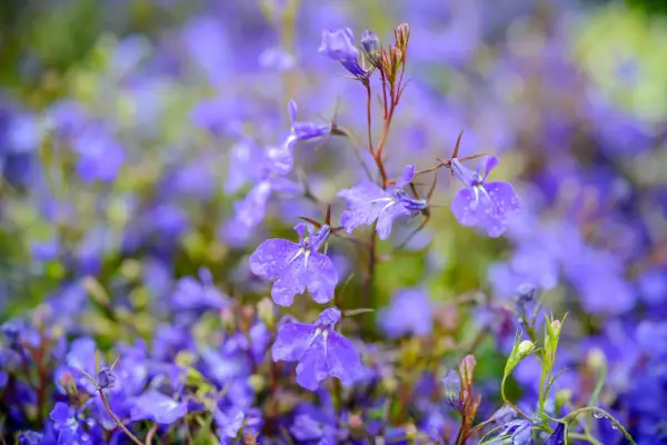 Lobelia erinus