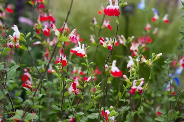 Salvia x jamensis 