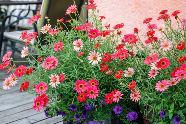 Red argyranthemum with purple petunias and purple bedding verbena