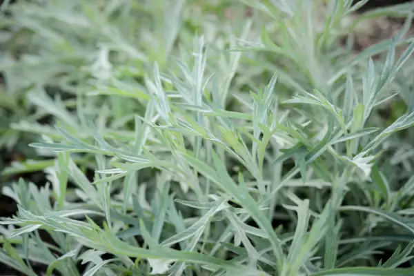 Artemisia ludoviciana Silver Queen