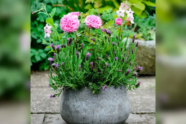 美しい7月のポットのための植物