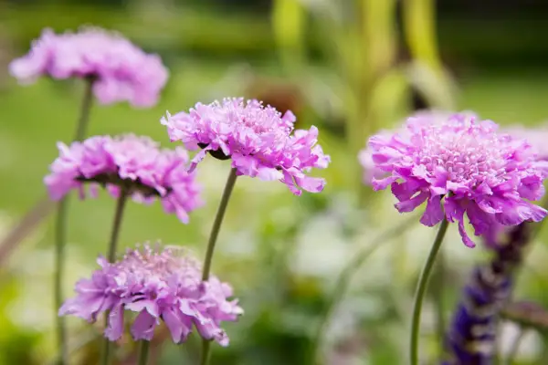Scabiosa columbaria 