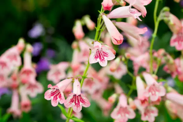 Penstemon 