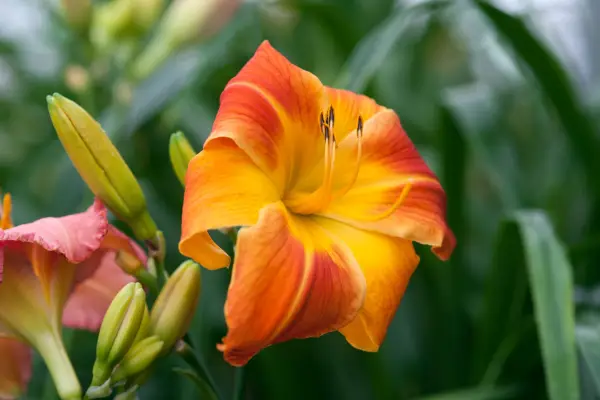 Hemerocallis