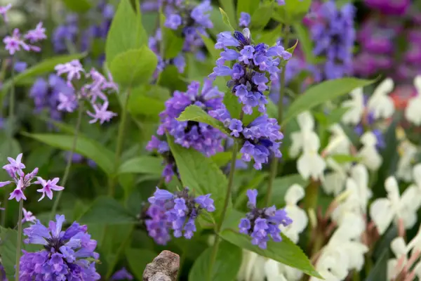 Nepeta subsessilis