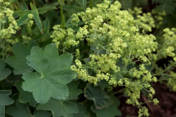 Alchemilla sericata 