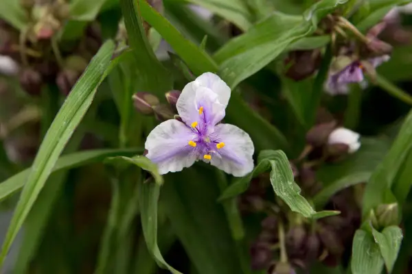 Tradescantia 