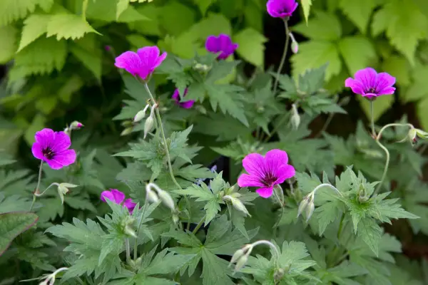 Hardy geranium Patricia