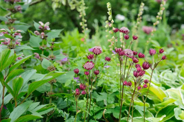 Astrantias growing with hostas and acanthus