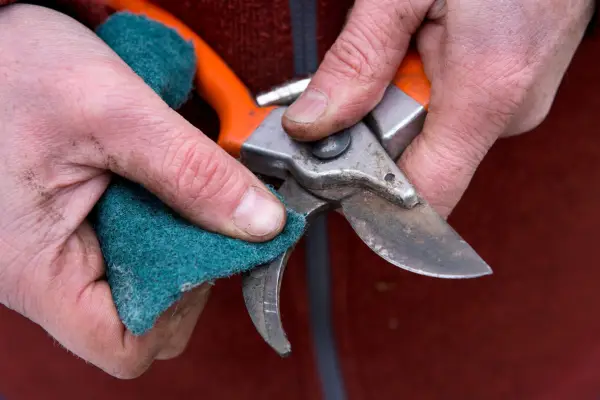 Thrifty tips - cleaning secateurs