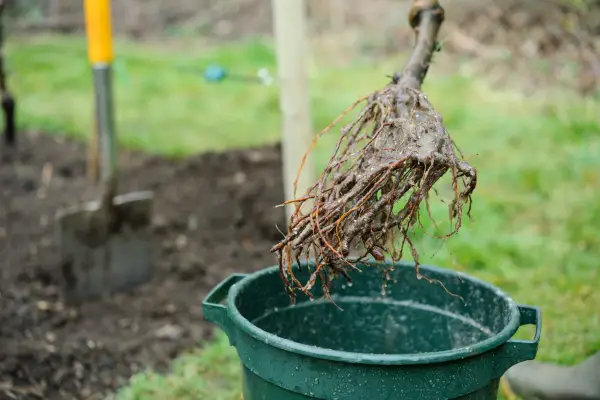 Thrifty tips - bare-root plants