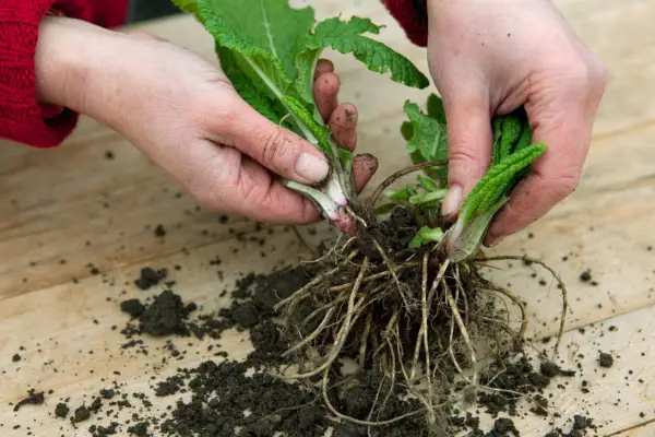 Thrifty tips - splitting perennials