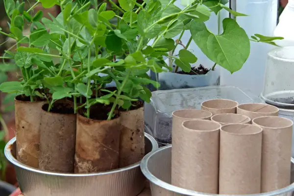 Thrifty tips - using toilet roll inners as pots