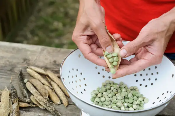 20 consejos de ahorro de dinero para jardineros