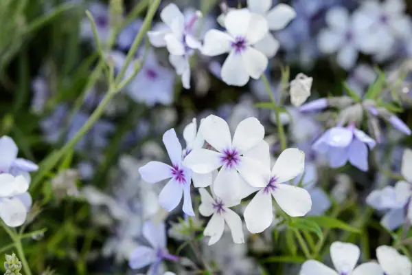 Phlox divaricata subsp laphamii 