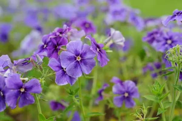 Phlox drummondii 