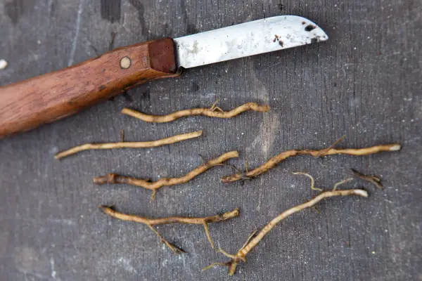 Cut lengths of phlox root